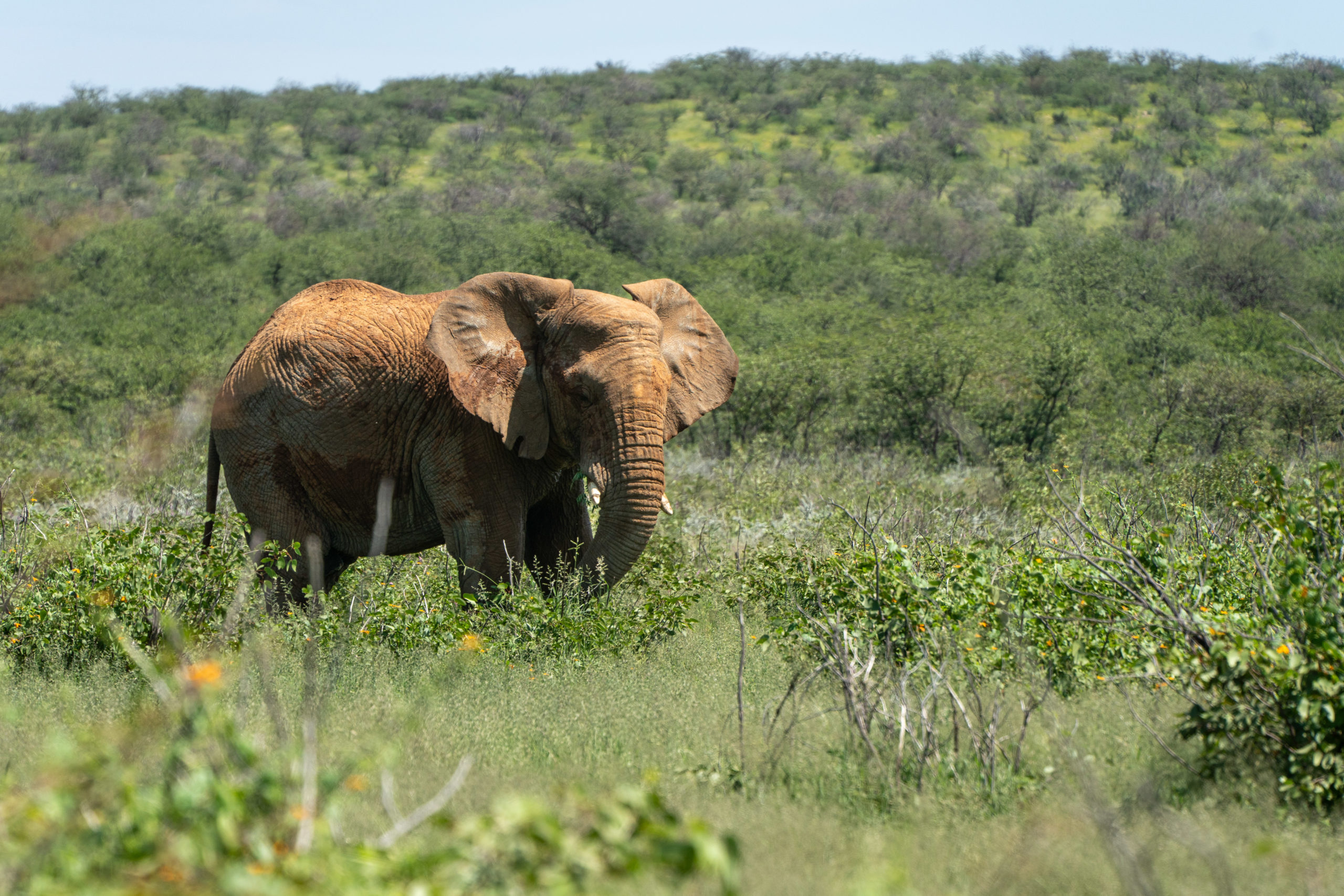 29.03. – 02.04.25 – Damaraland & Etosha Nationalpark